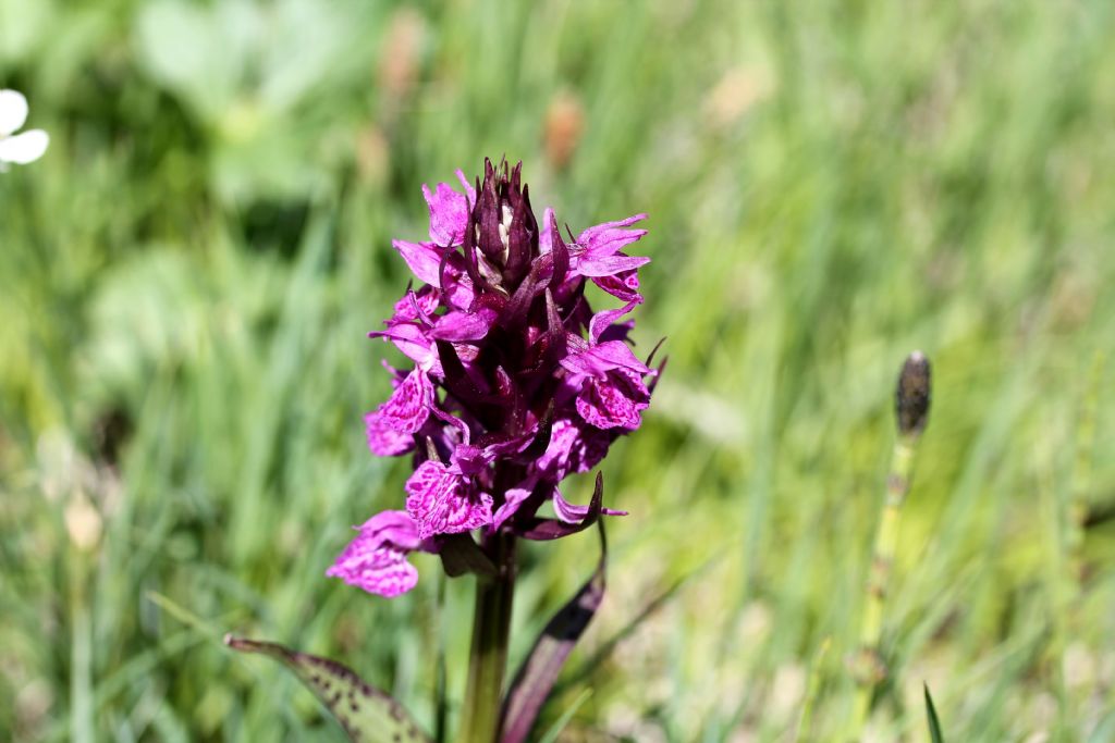 Dacthylorhiza majalis?